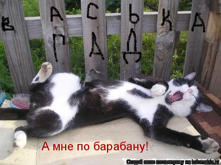 Котоматрица: А мне по барабану!