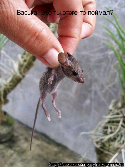 Котоматрица: Васька! Это ты этого-то поймал?