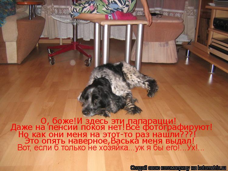 Котоматрица: О, боже!И здесь эти папарацци! Даже на пенсии покоя нет!Всё фотографируют! Но как они меня на этот-то раз нашли???! Это опять наверное,Васька ме