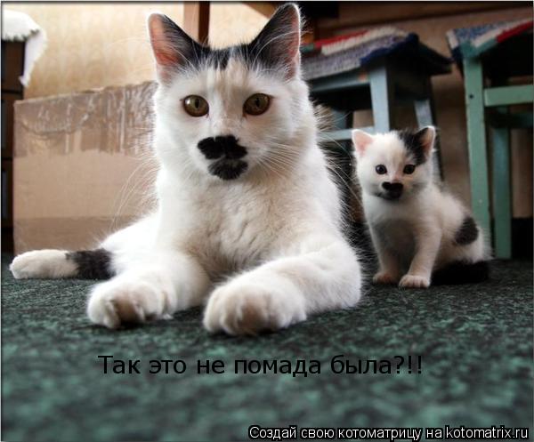 Котоматрица: Так это не помада была?!!