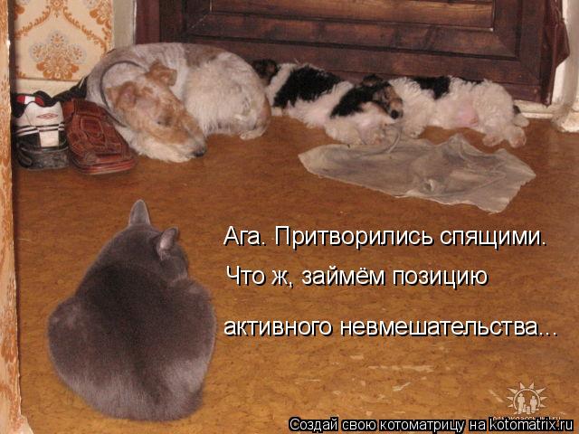 Котоматрица: Ага. Притворились спящими. Что ж, займём позицию  активного невмешательства...