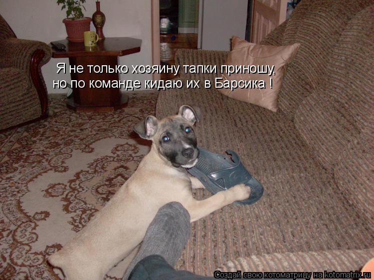Котоматрица: Я не только хозяину тапки приношу, но по команде кидаю их в Барсика !
