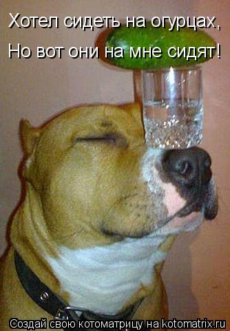 Котоматрица: Хотел сидеть на огурцах, Но вот они на мне сидят!