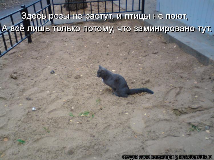 Здесь розы не растут, и птицы не поют, А всё лишь только потому, что заминировано тут.... Котоматрица: Здесь розы не растут, и птицы не поют, А всё лишь только потому, что заминировано тут.