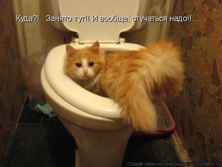 Котоматрица: Куда?!   Занято тут!! И вообще, стучаться надо!!...