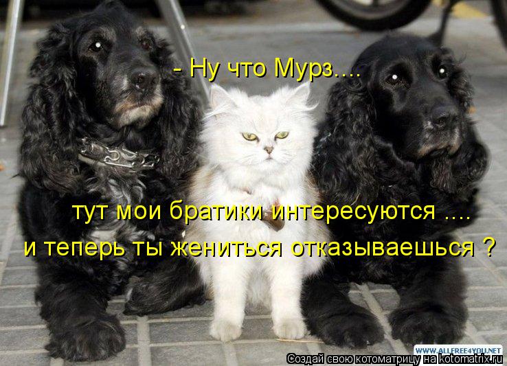 - Ну что Мурз.... тут мои братики интересуются .... и теперь ты жениться отказываешься ?... Котоматрица: - Ну что Мурз.... тут мои братики интересуются .... и теперь ты жениться отказываешься ?