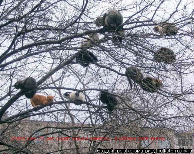 Котоматрица: И вот уже 20 лет сидят кошки наверху, а собаки лаят внизу