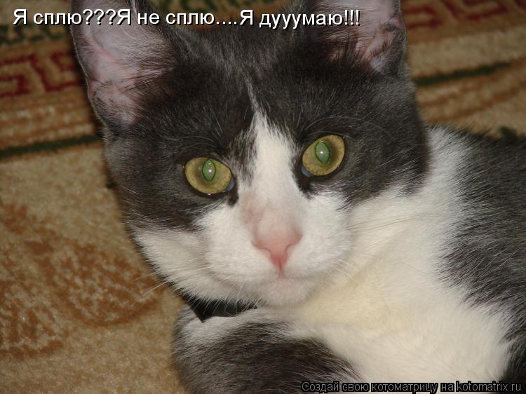 Котоматрица: Я сплю???Я не сплю.... Я дууумаю!!!