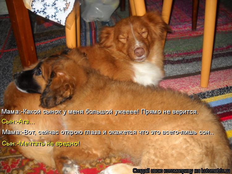 Котоматрица: Мама:-Какой сынок у меня большой ужееее! Прямо не верится. Сын:-Ага... Мама:-Вот, сейчас открою глаза и окажется что это всего-лишь сон.. Сын:-Меч