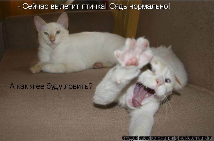 Котоматрица: - Сейчас вылетит птичка! Сядь нормально! - А как я её буду ловить?
