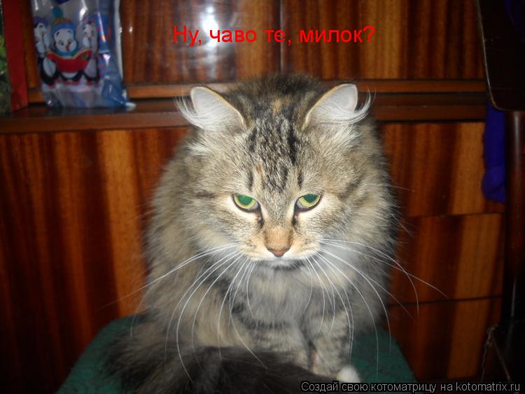 Котоматрица: Ну, чаво те, милок?