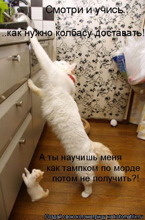 Котоматрица: Смотри и учись.. ..как нужно колбасу доставать! А ты научишь меня  как тампком по морде потом не получить?!
