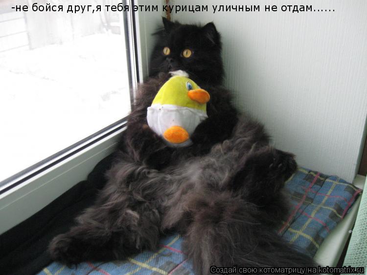 Котоматрица: -не бойся друг,я тебя этим курицам уличным не отдам......