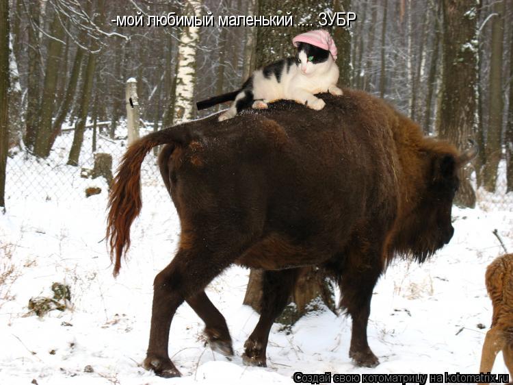 Котоматрица: -мой любимый маленький .... ЗУБР