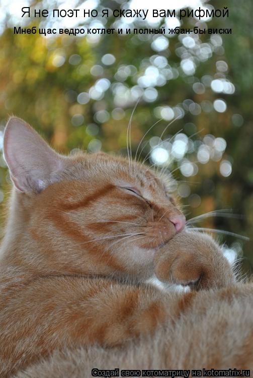 Котоматрица: Я не поэт но я скажу вам рифмой Мнеб щас ведро котлет и и полный жбан-бы виски
