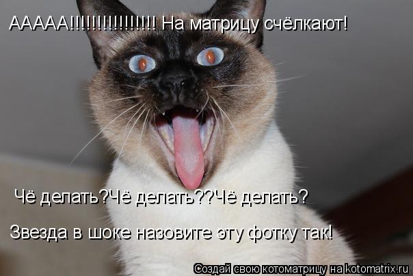 Котоматрица: ААААА!!!!!!!!!!!!!!!! На матрицу счёлкают! Чё делать?Чё делать??Чё делать? Звезда в шоке назовите эту фотку так!