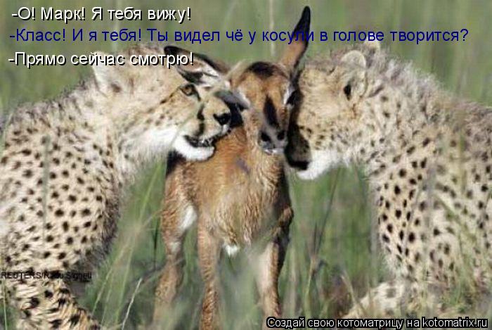 Котоматрица: -О! Марк! Я тебя вижу! -Класс! И я тебя! Ты видел чё у косули в голове творится? -Прямо сейчас смотрю!