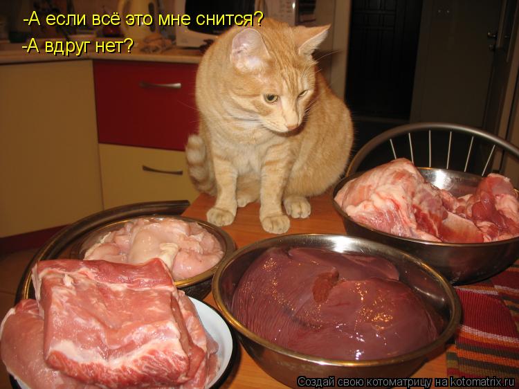 Котоматрица: -А если всё это мне снится? -А вдруг нет?