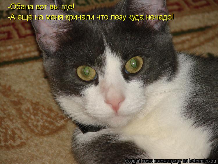 Котоматрица: -Обана вот вы где! -Обана вот вы где! -А ещё на меня кричали что лезу куда ненадо!