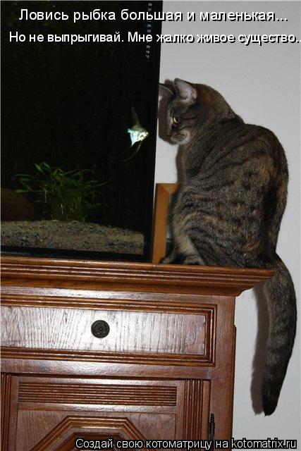 Котоматрица: Ловись рыбка большая и маленькая... Но не выпрыгивай. Мне жалко живое существо...