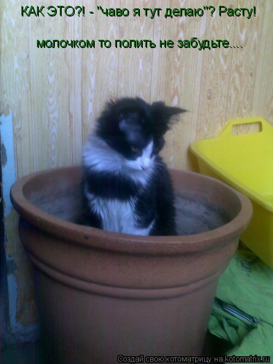 Котоматрица: КАК ЭТО?! - "чаво я тут делаю"? Расту!  молочком то полить не забудьте....