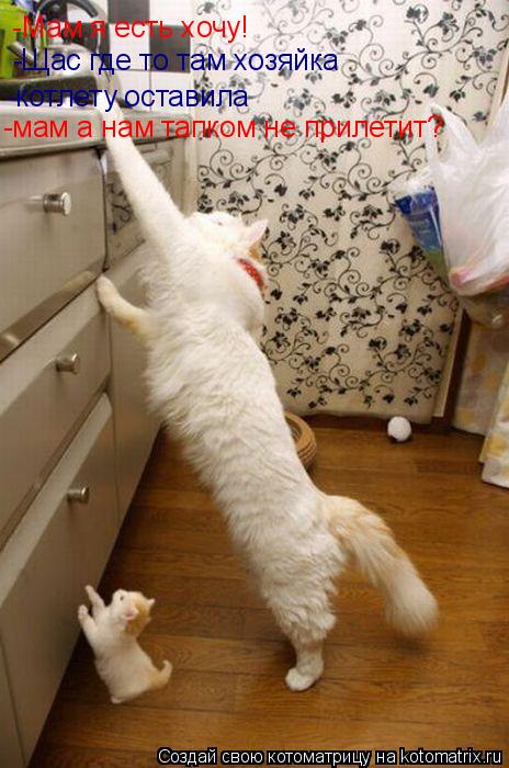 Котоматрица: -Мам я есть хочу! -Щас где то там хозяйка  -котлету оставила -мам а нам тапком не прилетит?