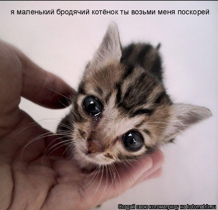 Котоматрица: я маленький бродячий котёнок ты возьми меня поскорей