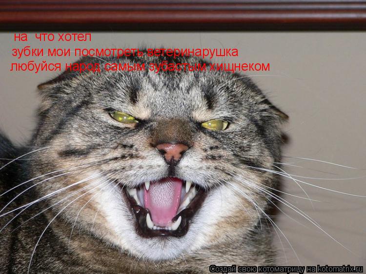 Котоматрица: на  что хотел зубки мои посмотреть ветеринарушка на  что хотел  зубки мои посмотреть ветеринарушка любуйся народ самым зубастым хищнеком