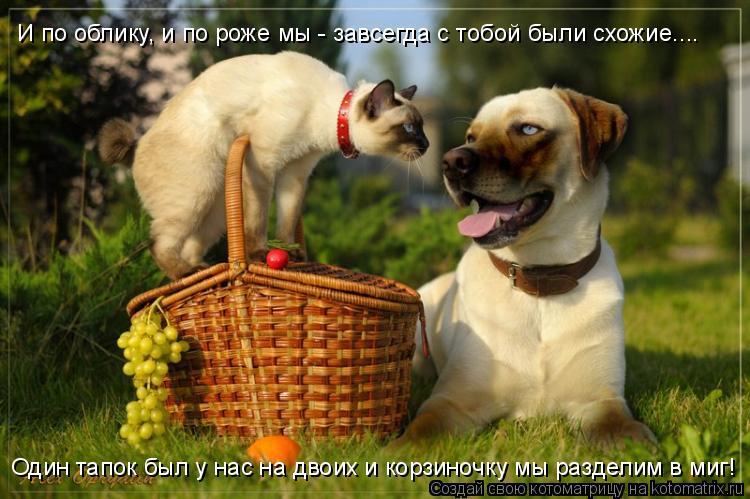 Котоматрица: И по облику, и по роже мы - завсегда с тобой были схожие.... Один тапок был у нас на двоих и корзиночку мы разделим в миг!
