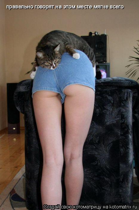 Котоматрица: правельно говорят на этом месте мягче всего
