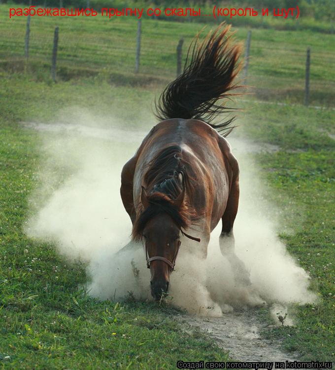 Котоматрица: разбежавшись прыгну со скалы...(король и шут)