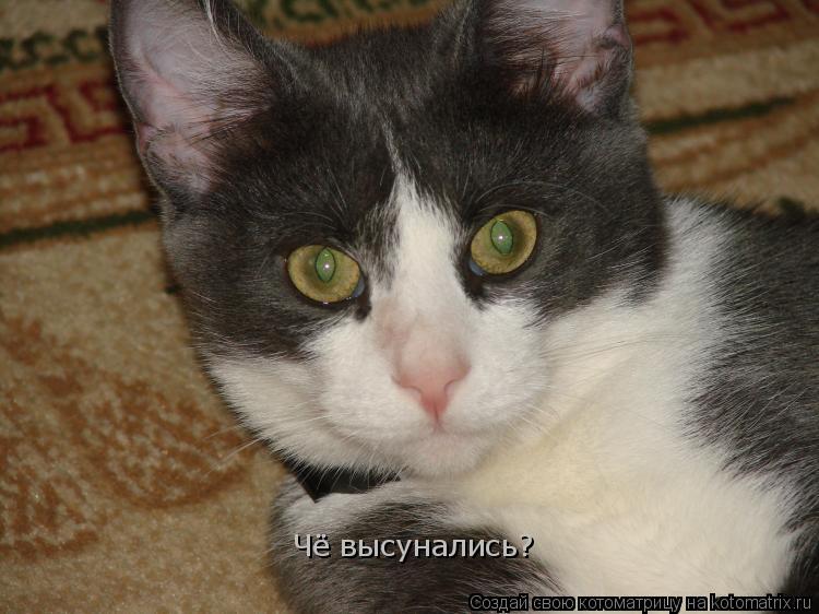 Котоматрица: Чё высунались?