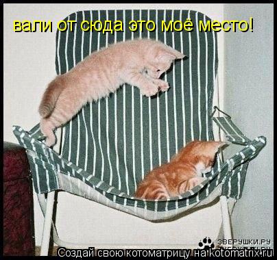 Котоматрица: вали от сюда это моё место!