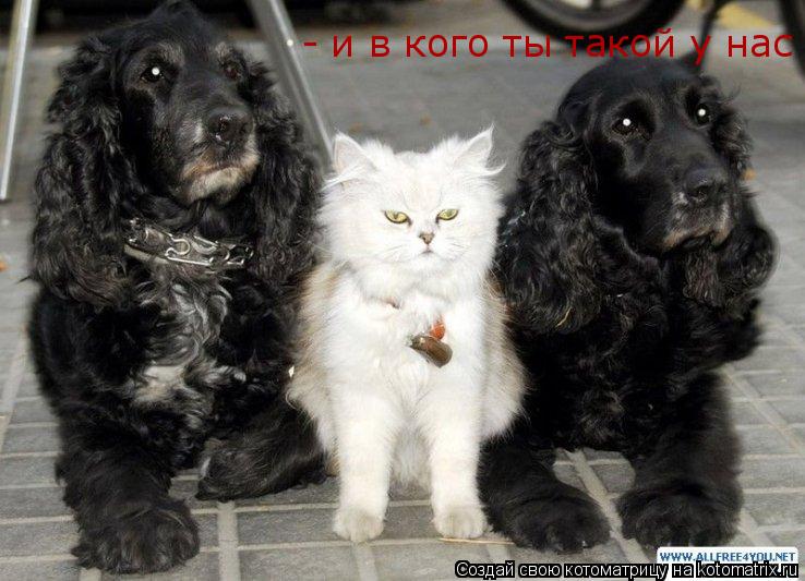 Котоматрица: - и в кого ты такой у нас