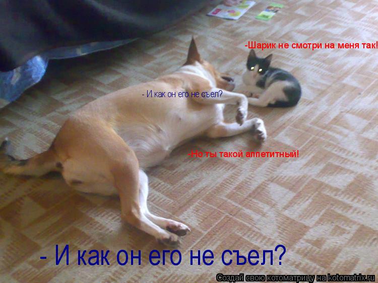 Котоматрица: -Шарик не смотри на меня так! -Но ты такой аппетитный! - И как он его не съел? - И как он его не съел?