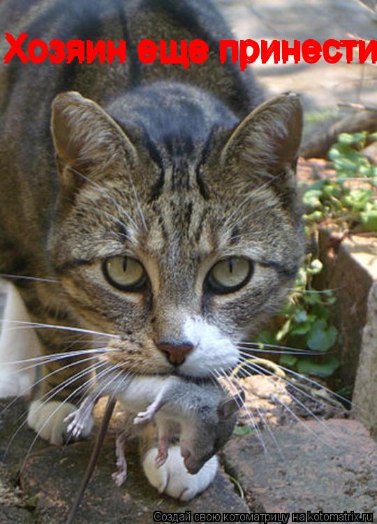 Котоматрица: Хозяин еще принести Хозяин еще принести Хозяин еще принести