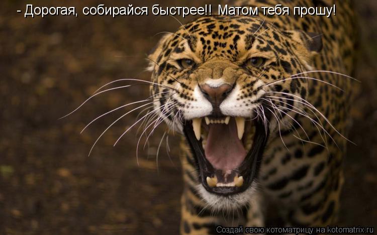 Котоматрица: - Дорогая, собирайся быстрее!! Матом тебя прошу!