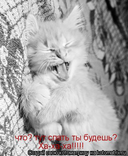 Котоматрица: что? тут спать ты будешь? Ха-ха-ха!!!!!