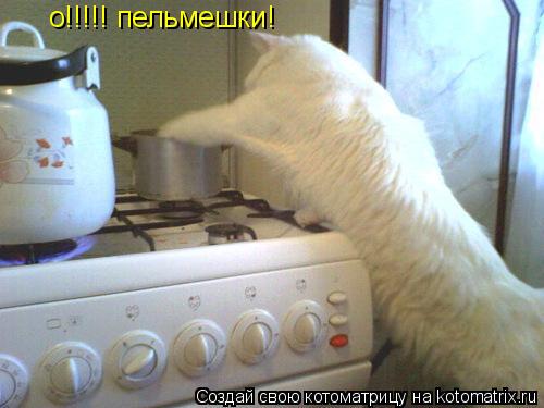 Котоматрица: о!!!!! пельмешки!
