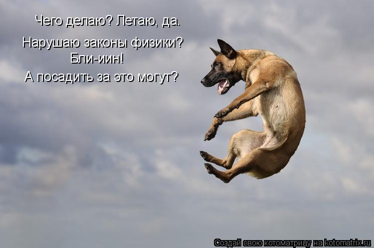 Котоматрица: Чего делаю? Летаю, да.  Нарушаю законы физики? Бли-иин! А посадить за это могут?