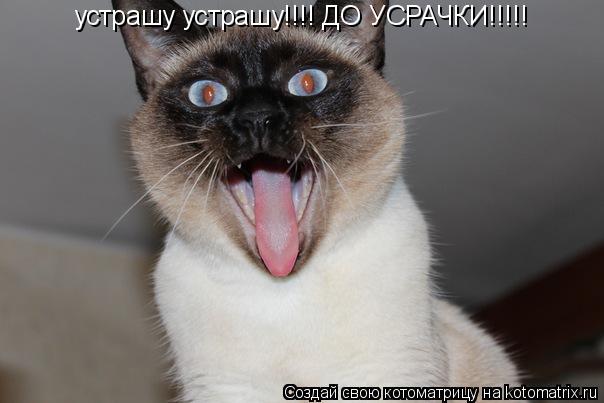 Котоматрица: устрашу устрашу!!!! ДО УСРАЧКИ!!!!!