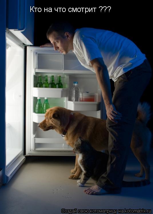 Котоматрица: Кто на что смотрит ???