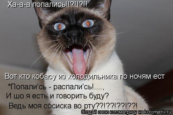 Котоматрица: Ха-а-а попались!!?!!?!! Вот кто кобасу из холодильника по ночям ест *Попали'сь - распали'сь!....,  И шо я есть и говорить буду? Ведь моя сосиска во рт