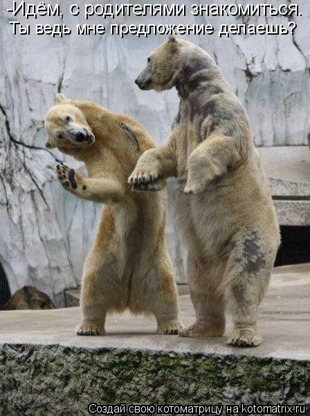 Котоматрица: -Идём, с родителями знакомиться. Ты ведь мне предложение делаешь?