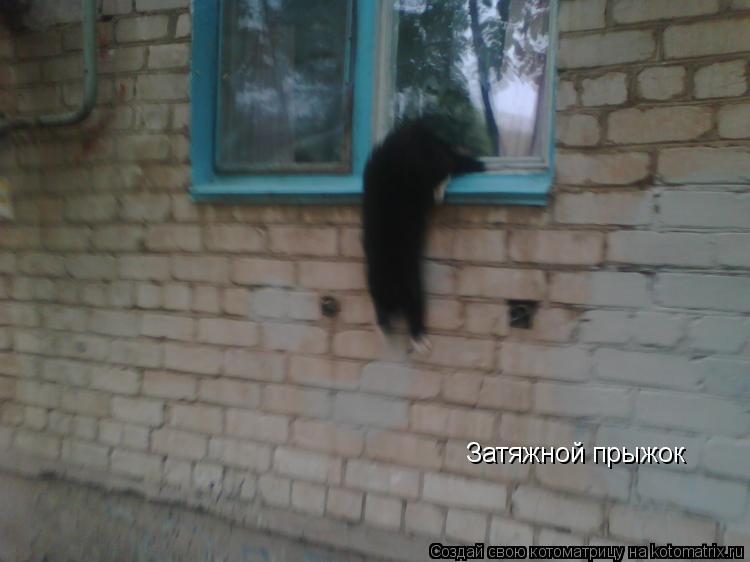 Котоматрица: Затяжной прыжок