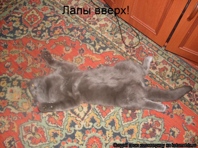 Котоматрица: Лапы вверх!