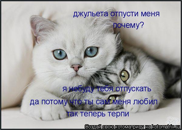 Котоматрица: джульета отпусти меня я небуду тебя отпускать почему? да потому что ты сам меня любил так теперь терпи