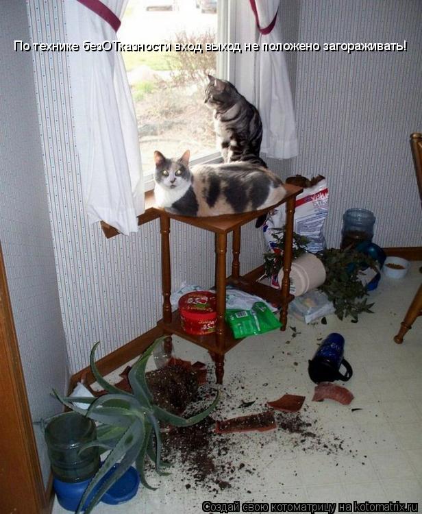 Котоматрица: По технике безОТказности вход выход не положено загораживать!