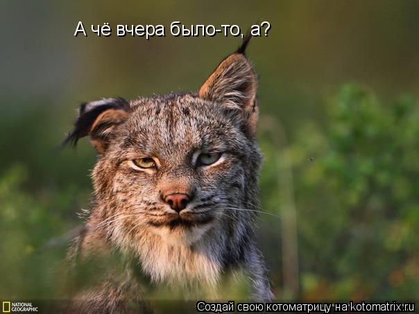 Котоматрица: А чё вчера было-то, а?