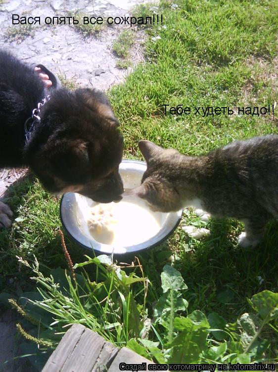 Котоматрица: Вася опять все сожрал!!! Тебе худеть надо!!